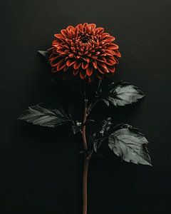 Rode bloem tegen een zwarte achtergrond van Studio Allee