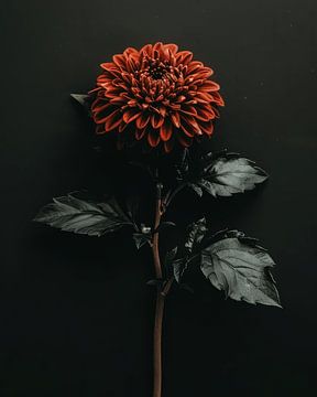 Fleur rouge sur fond noir sur Studio Allee
