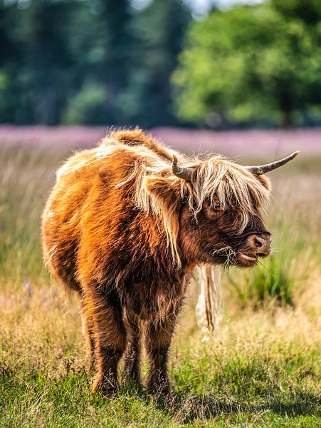 Highlander écossais dans les étangs de Someren par Bas Fransen