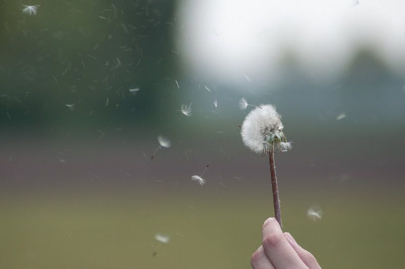 Dandelion by Roel Van Cauwenberghe