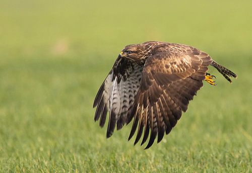 Buzzard