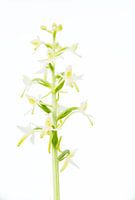 W i T  --  Welriekende nachtorchis