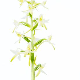 A White Shade of Pale - Lesser butterfly-orchid by Mark Meijrink