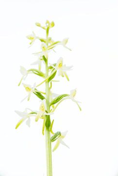 A White Shade of Pale - Lesser butterfly-orchid sur Mark Meijrink
