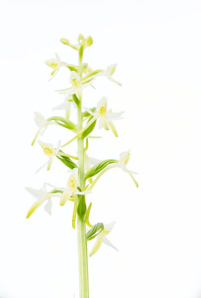W i T  --  Welriekende nachtorchis von Mark Meijrink