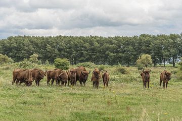Herd of Wisents by Ans Bastiaanssen