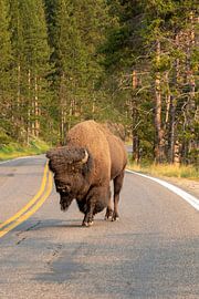 Yellowstone National Park by Studio Retouched fotoshop