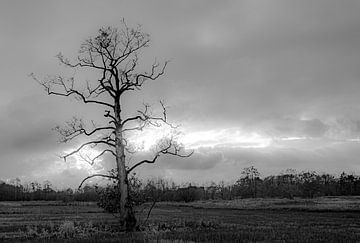 kleurloze boom in de winter van Roland's Foto's