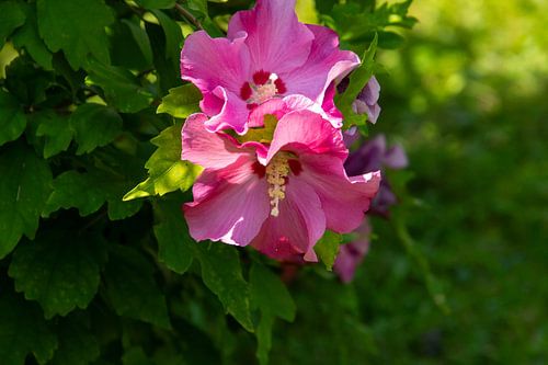 Twee paars roze gekleurde hibiscus bloemen