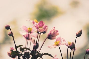 Romantik im Garten