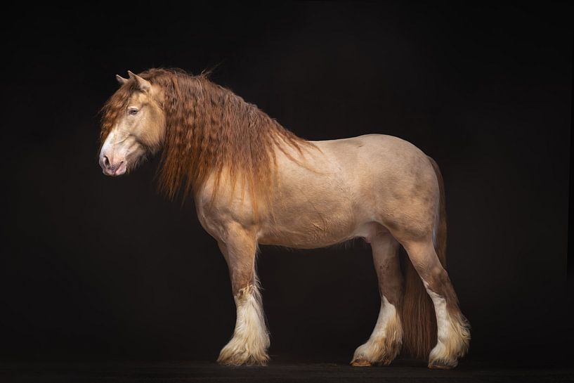 McDreamy | Irish Cob | Cheval de trait | photographie de cheval | cheval de sang froid par Laura Dijkslag
