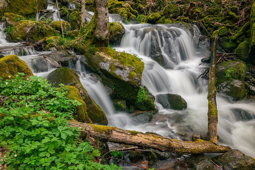 Waterfall in a forest by Menno van der Haven