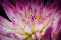 macro