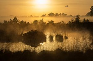 Brume matinale au-dessus de l'Engbertsdijksvenen. sur Ron Poot