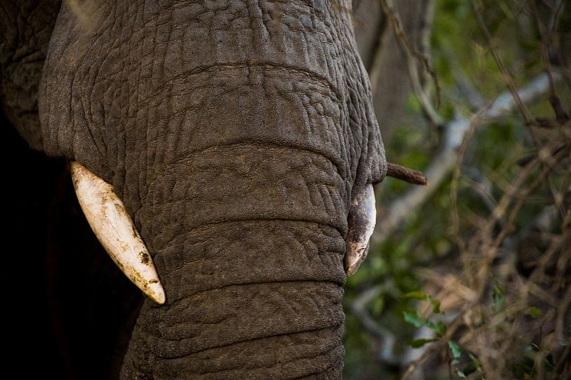 Trunks and tusks van Jasper van der Meij