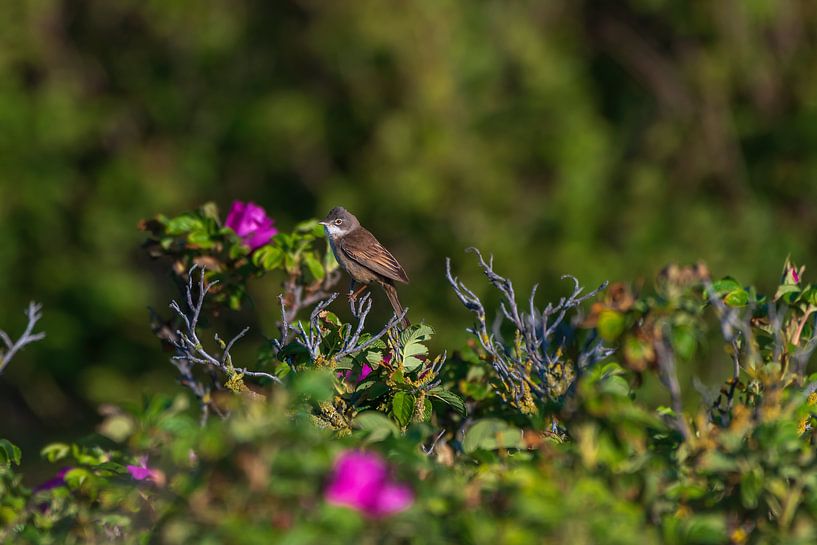 The whitethroat by Luchtvaart / Aviation