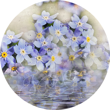 Forget-Me-Not - I love