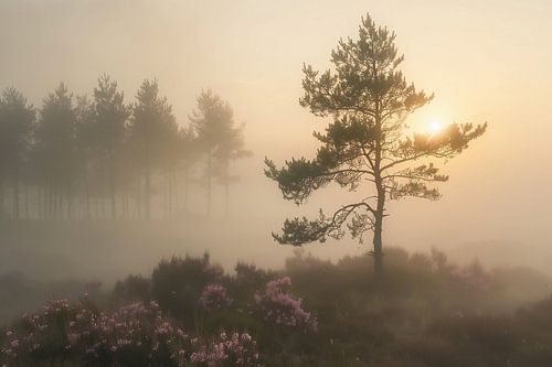 Forest scene flooded with light