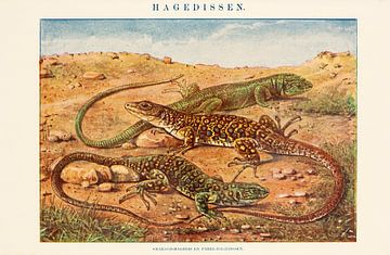 Antique schoolplate Lizards by Studio Wunderkammer