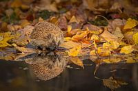 Egel in de herfst