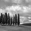 Monochrome Tuscany in 6x17 format, Cipressi di San Quirico d'Orcia II by Teun Ruijters
