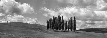 Monochrome Toscane en format 6x17, Cipressi di San Quirico d'Orcia II sur Teun Ruijters