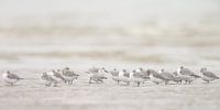 Drieteenstrandlopers op het strand van Menno Schaefer thumbnail