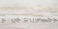 Sanderlings on the beach
