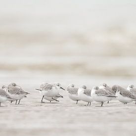 Bécasseaux sanderlings sur la plage sur Menno Schaefer