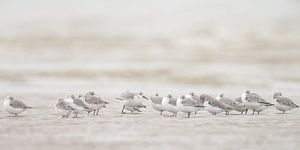 Drieteenstrandlopers op het strand