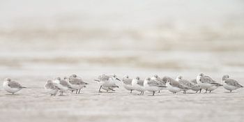 Bécasseaux sanderlings sur la plage