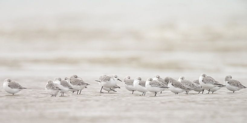 Drieteenstrandlopers op het strand van Menno Schaefer