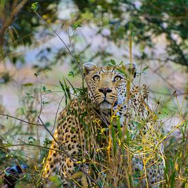 Luipaard die zijn prooi besluipt in het Kruger Park van Tim Sawyer