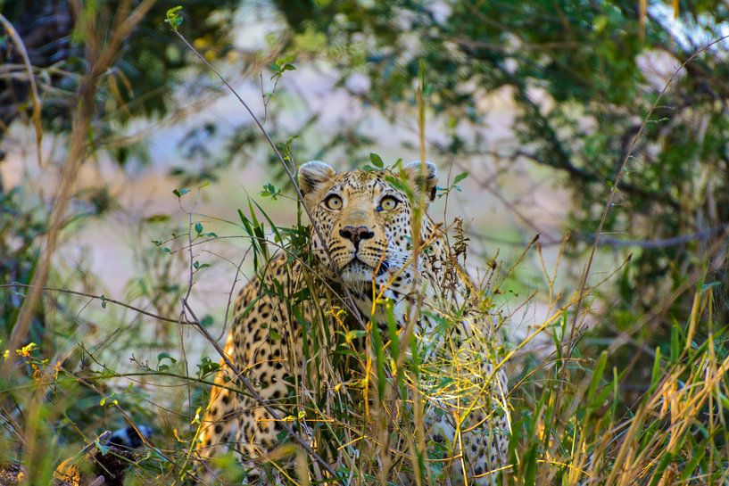 Luipaard die zijn prooi besluipt in het Kruger Park von Tim Sawyer