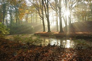 Bos in de herfst van Michel van Kooten