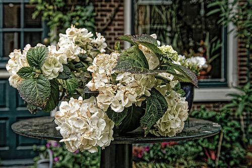 Hortensias, s dans un bocal.