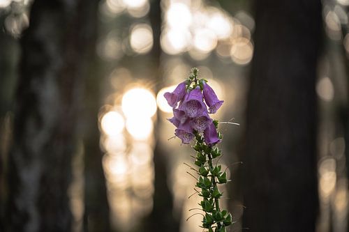 Planken Wambuis part 105