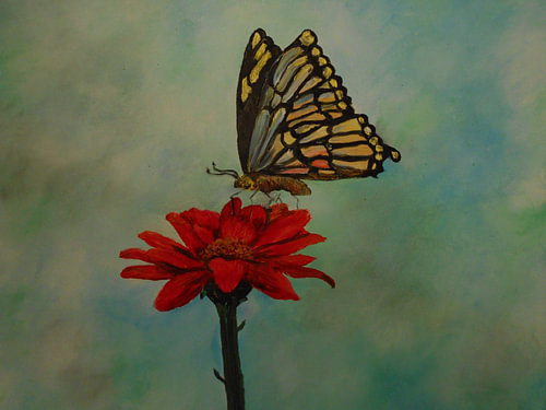 Monarch atop a Red Zinnia