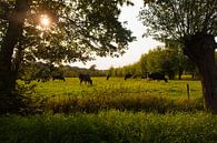 Dutch Landscapes with Cows van Brian Morgan thumbnail