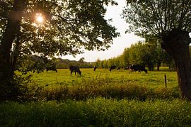 Dutch Landscapes with Cows by Brian Morgan