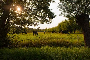 Dutch Landscapes with Cows van Brian Morgan