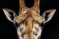 Giraffe - close-up portret in contrastrijke kleur van Jan Hermsen thumbnail