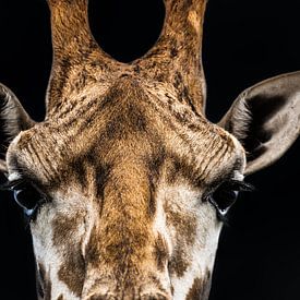 Giraffe - close-up portret in contrastrijke kleur van Jan Hermsen