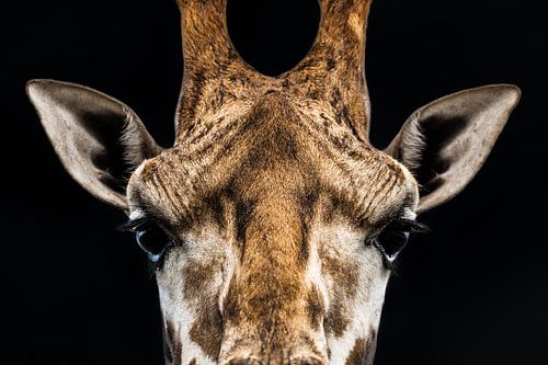 Giraffe - close-up portret in contrastrijke kleur van Jan Hermsen