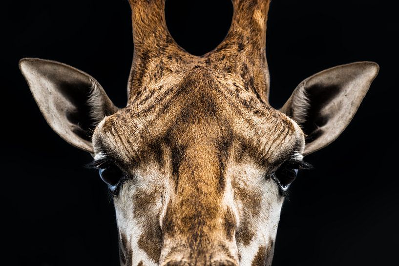 Giraffe - close-up portret in contrastrijke kleur van Jan Hermsen