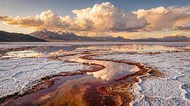 Flamingos at the Alkali Wetlands by Markus Gann