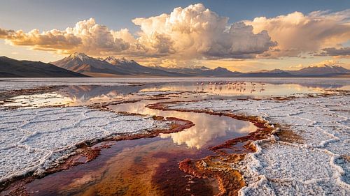 Flamingos in den Alkali-Feuchtgebieten