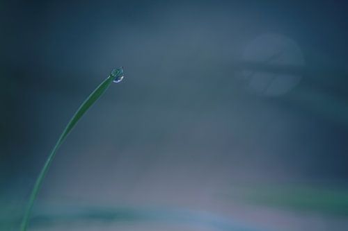 Lonely dewdrop