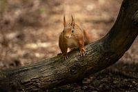 Squirrel in action