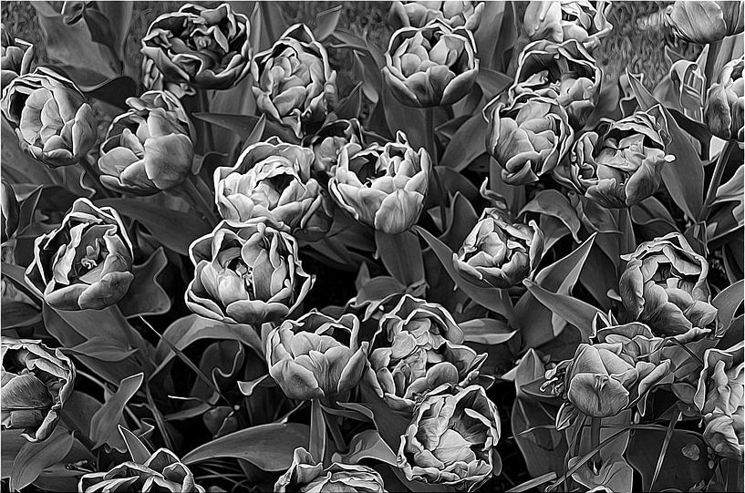 Dubbele tulp in beeldroman (serie tulp 2van2) van Ellinor Creation